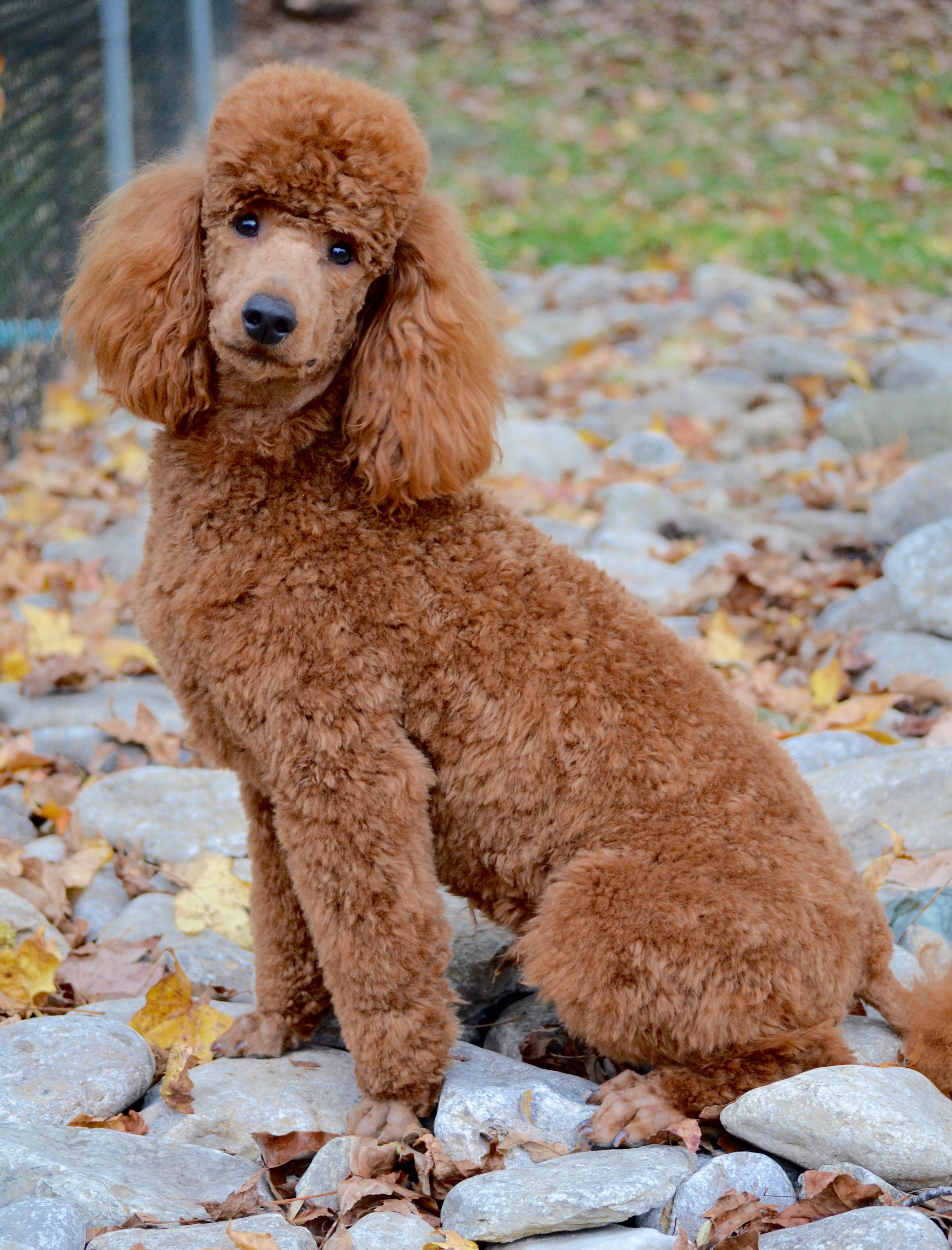 goldendoodle poodle cut