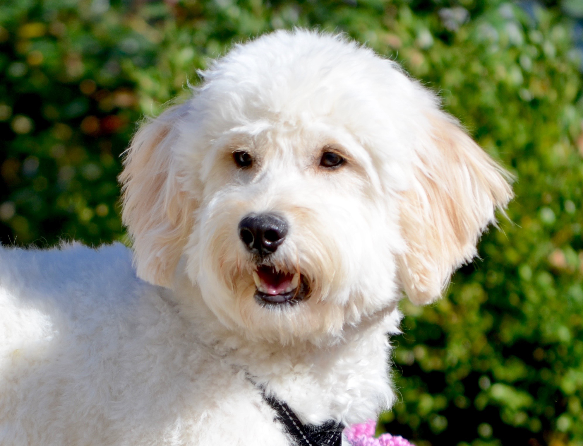 How To Groom A Goldendoodle - Timberidge Goldendoodles