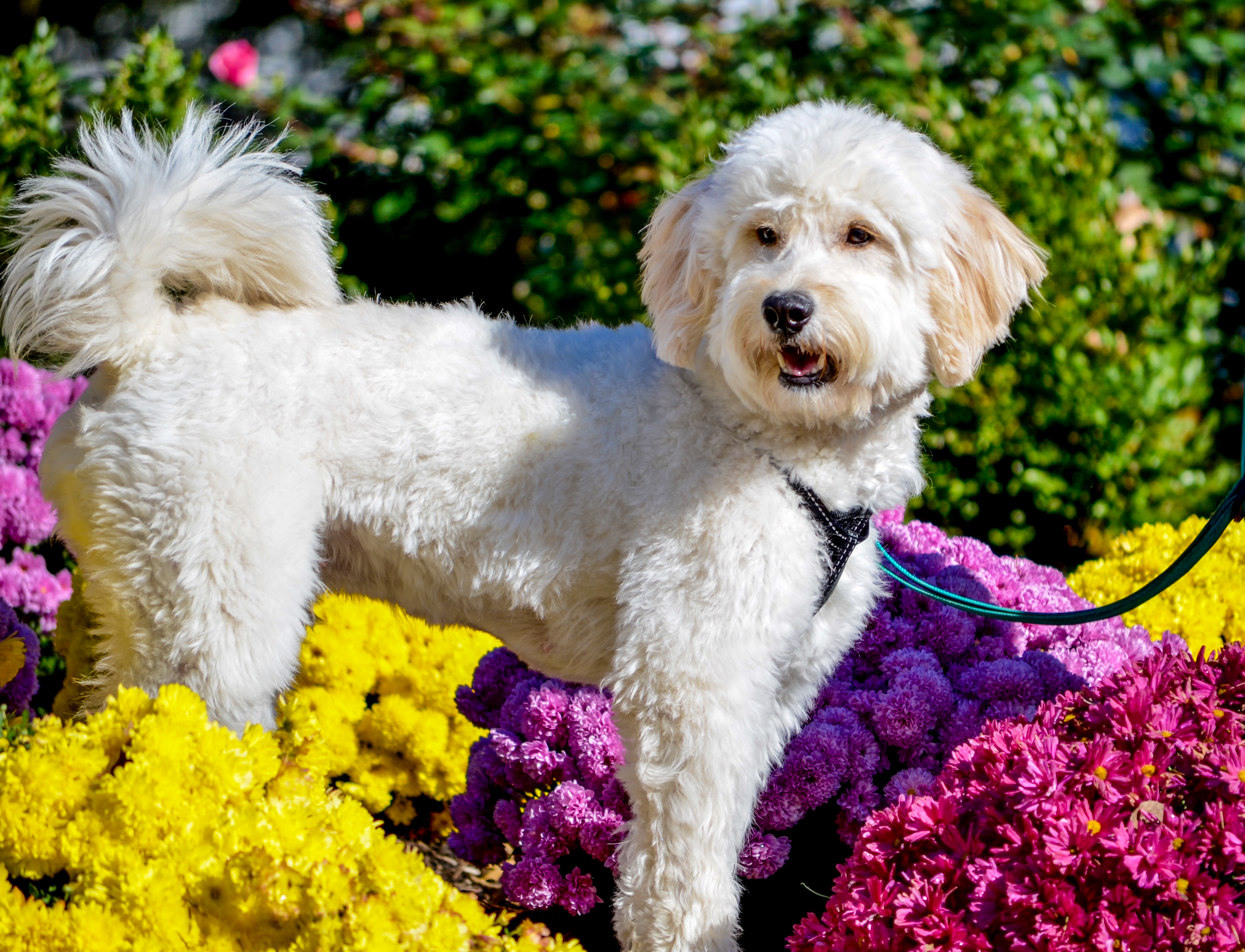 Goldendoodle Grooming - Timberidge Goldendoodles