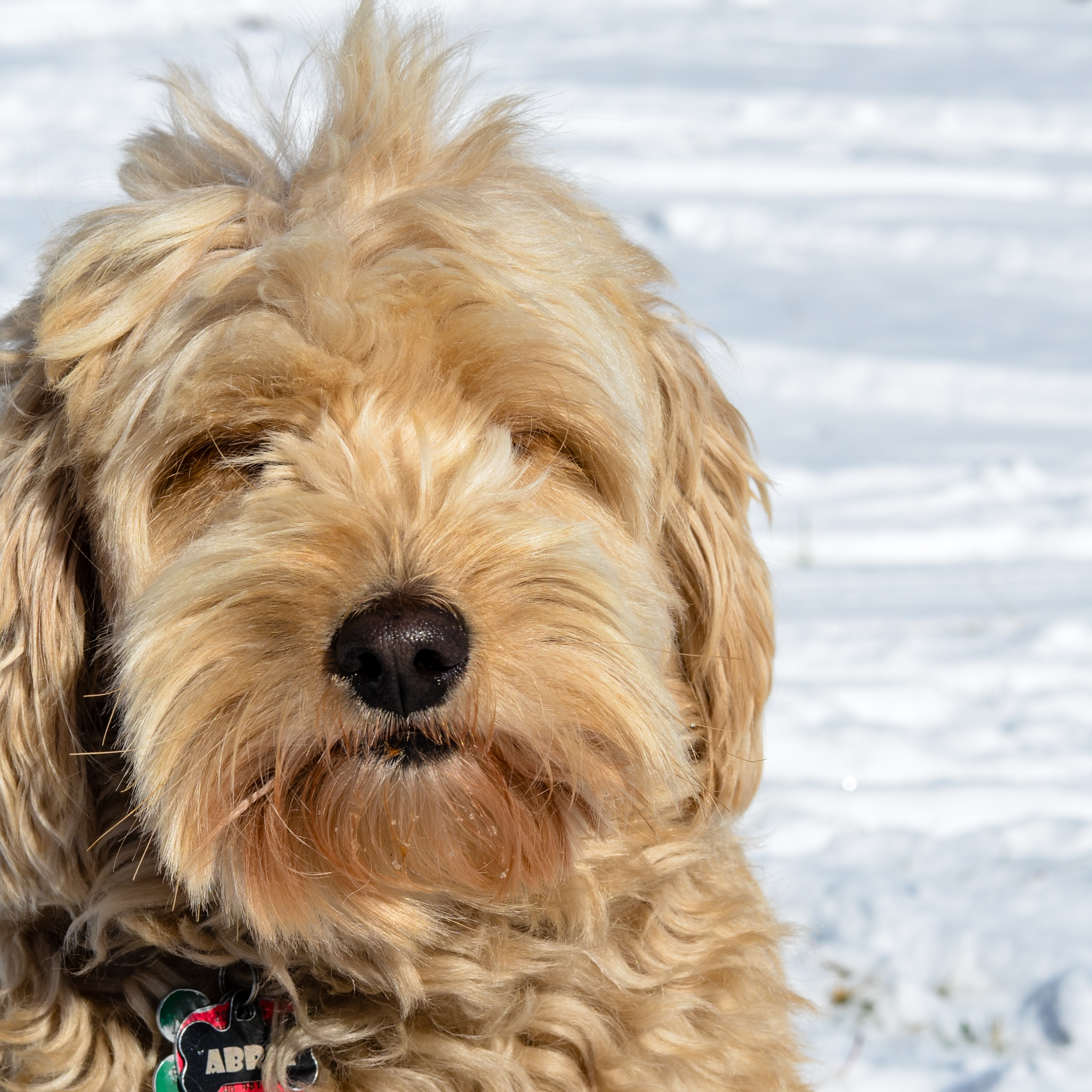 How To Trim A Goldendoodle S Face Yourself Timberidge Goldendoodles