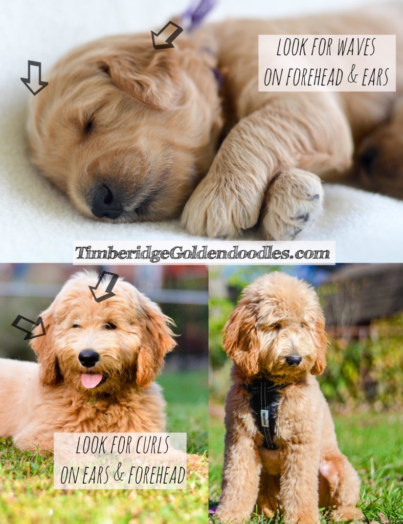 Goldendoodle Coats - Timberidge Goldendoodles