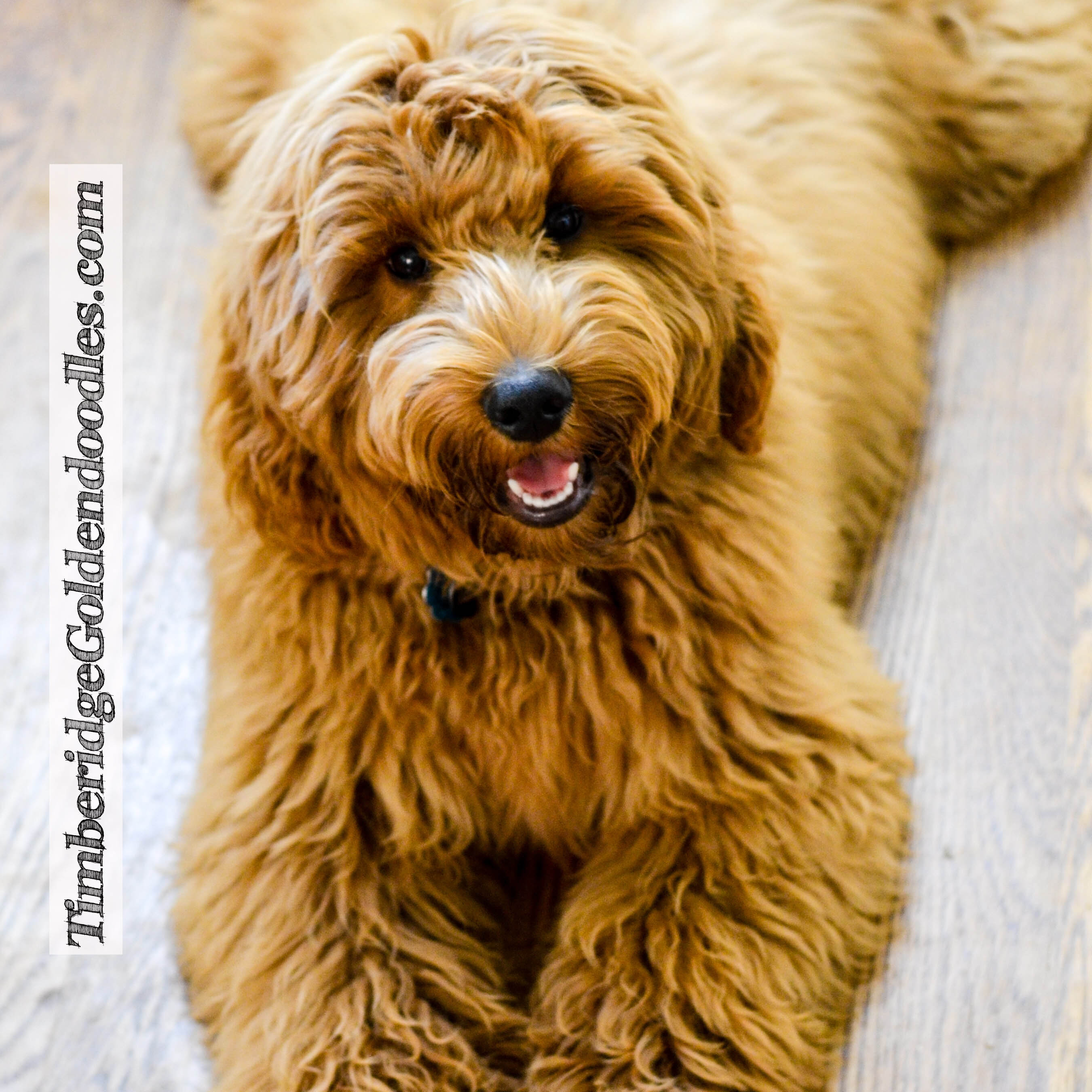 The 5 Most Popular Types Of Doodles - Timberidge Goldendoodles