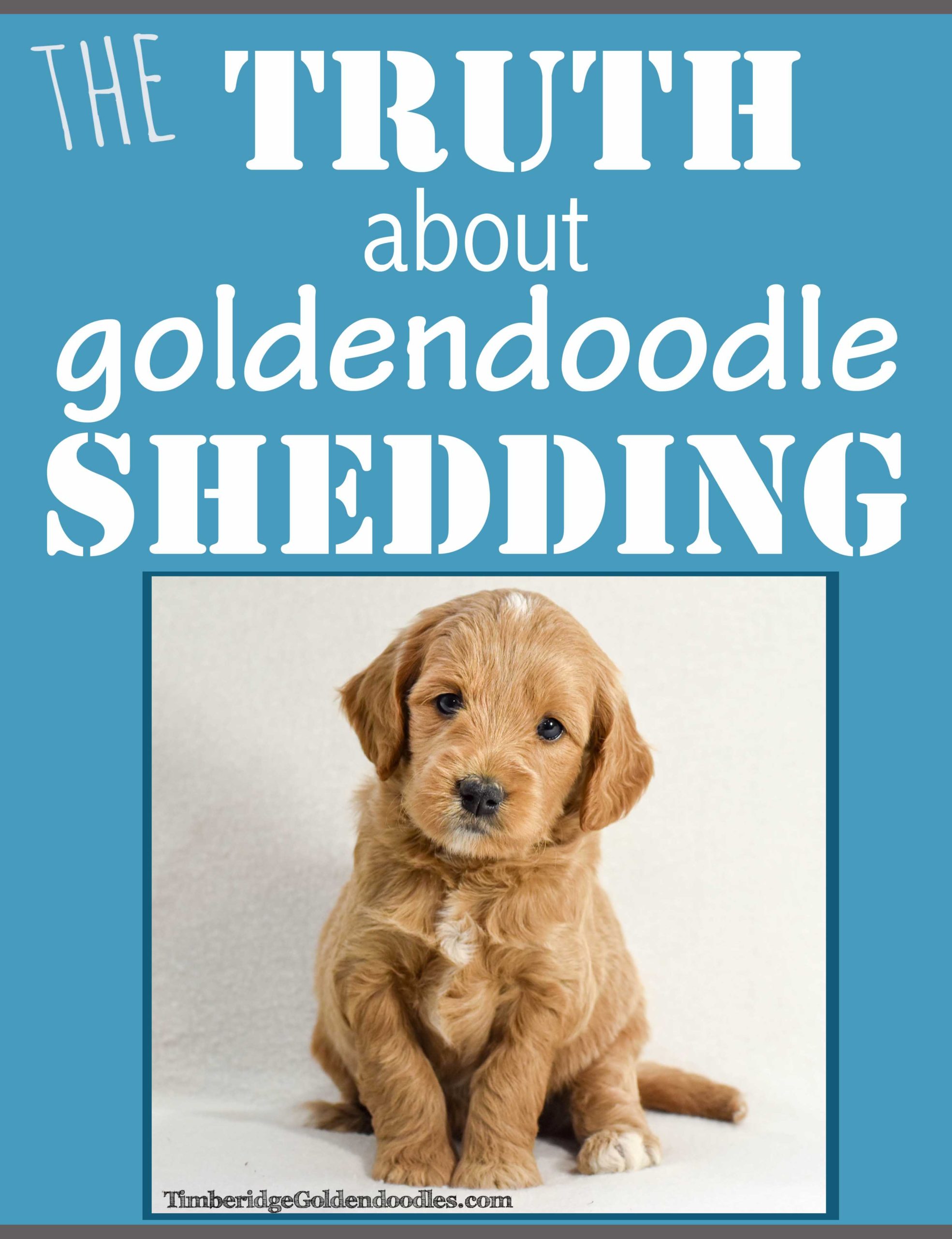 do goldendoodles shed puppy coat