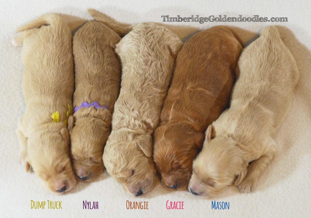 2020 FALL PUPPIES Timberidge Goldendoodles 2020 FALL PUPPIES Timberidge Goldendoodles