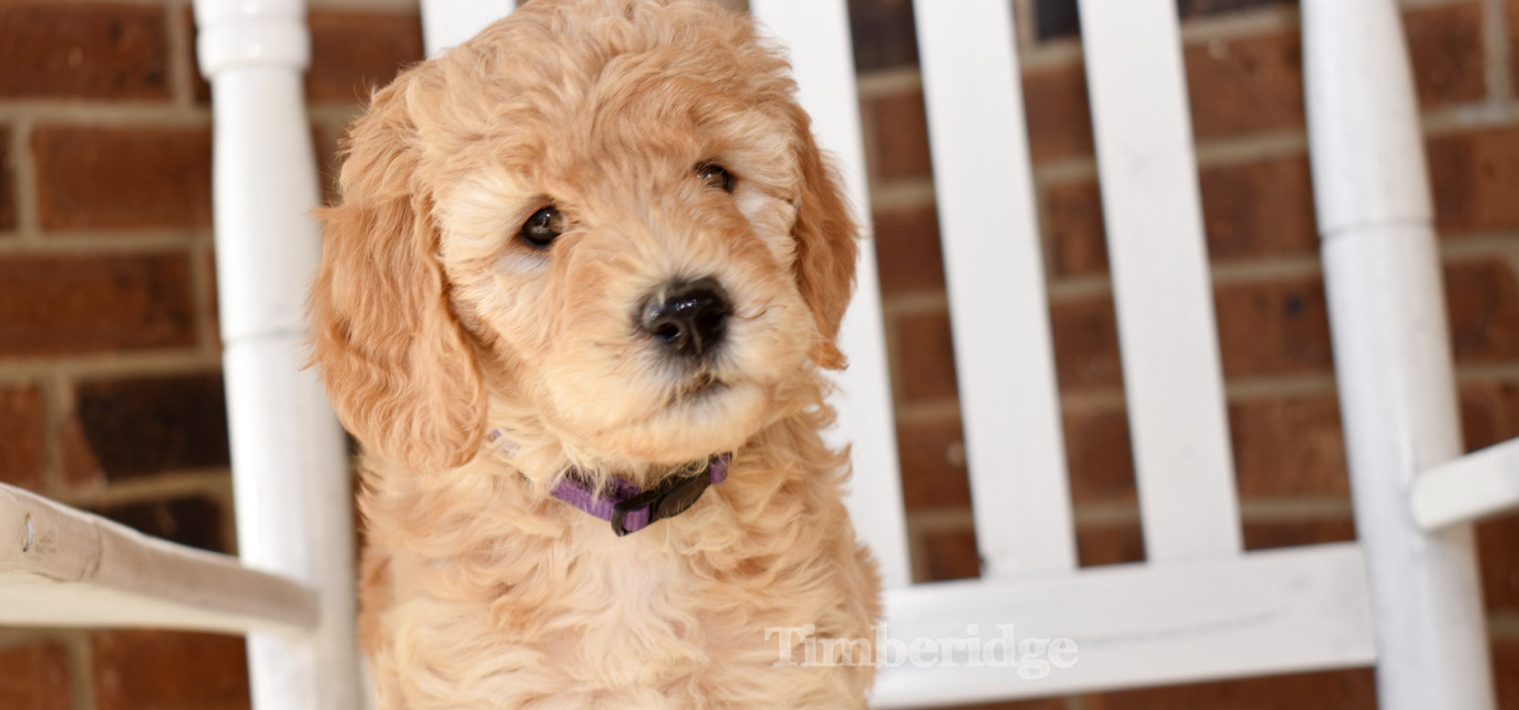 Goldendoodle Puppy Shopping List - Timberidge Goldendoodles