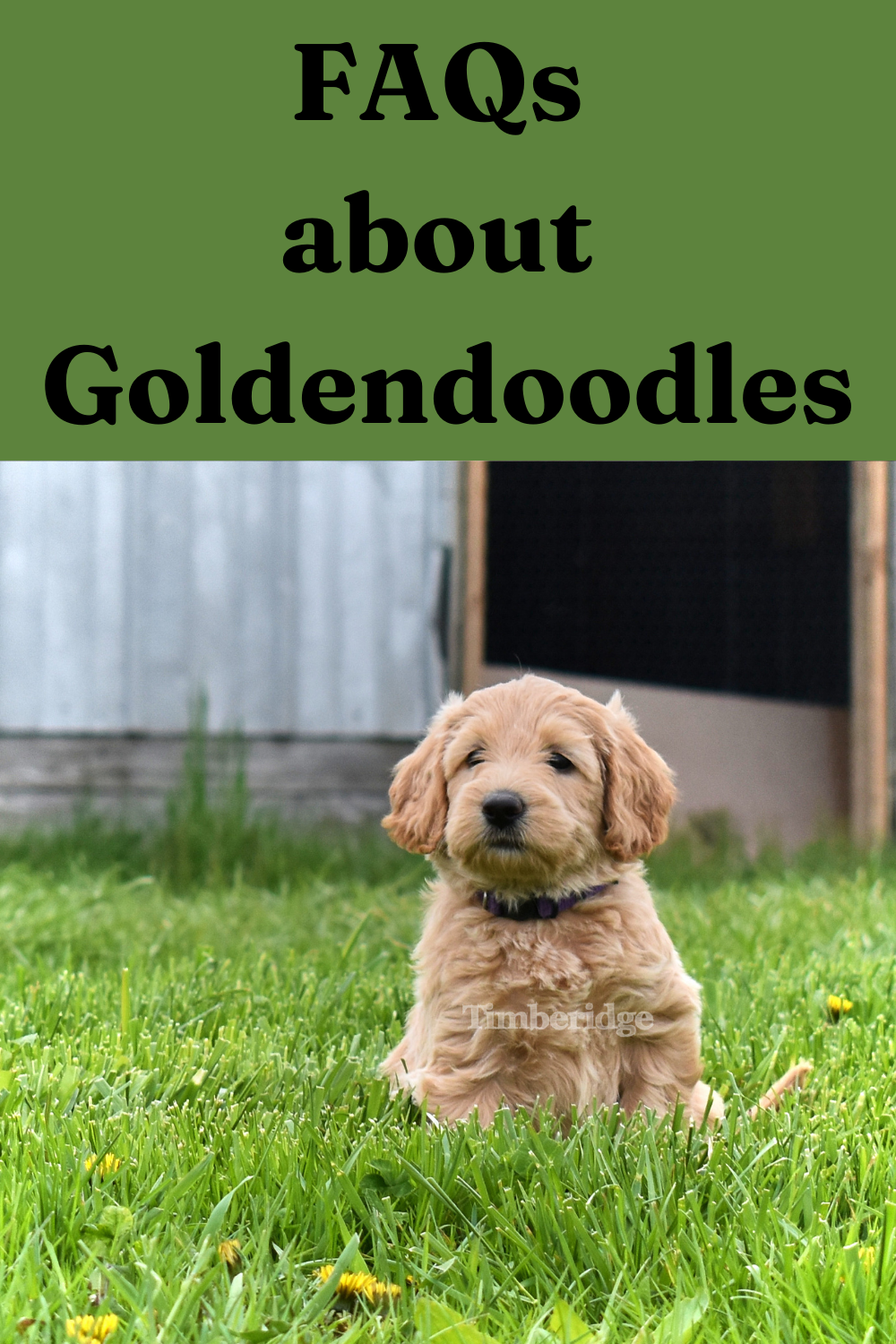 About goldendoodles best sale