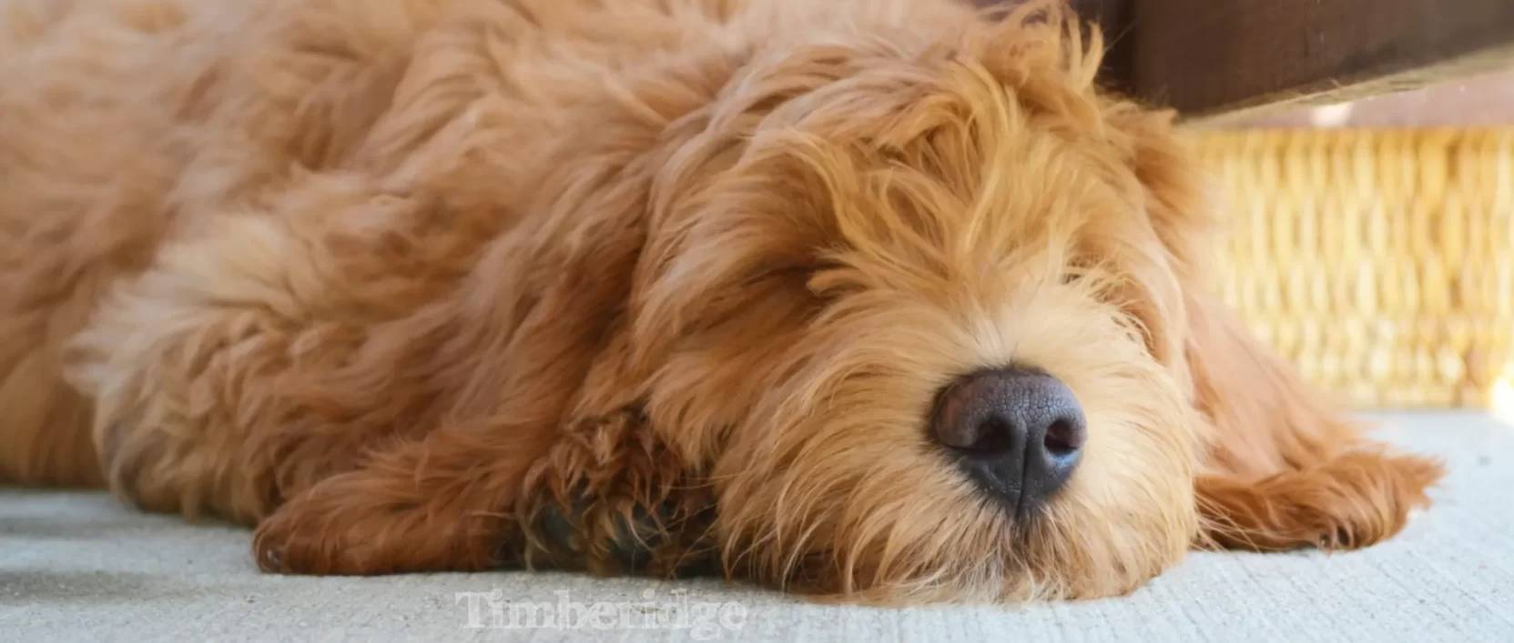 sleeping goldendoodle puppy