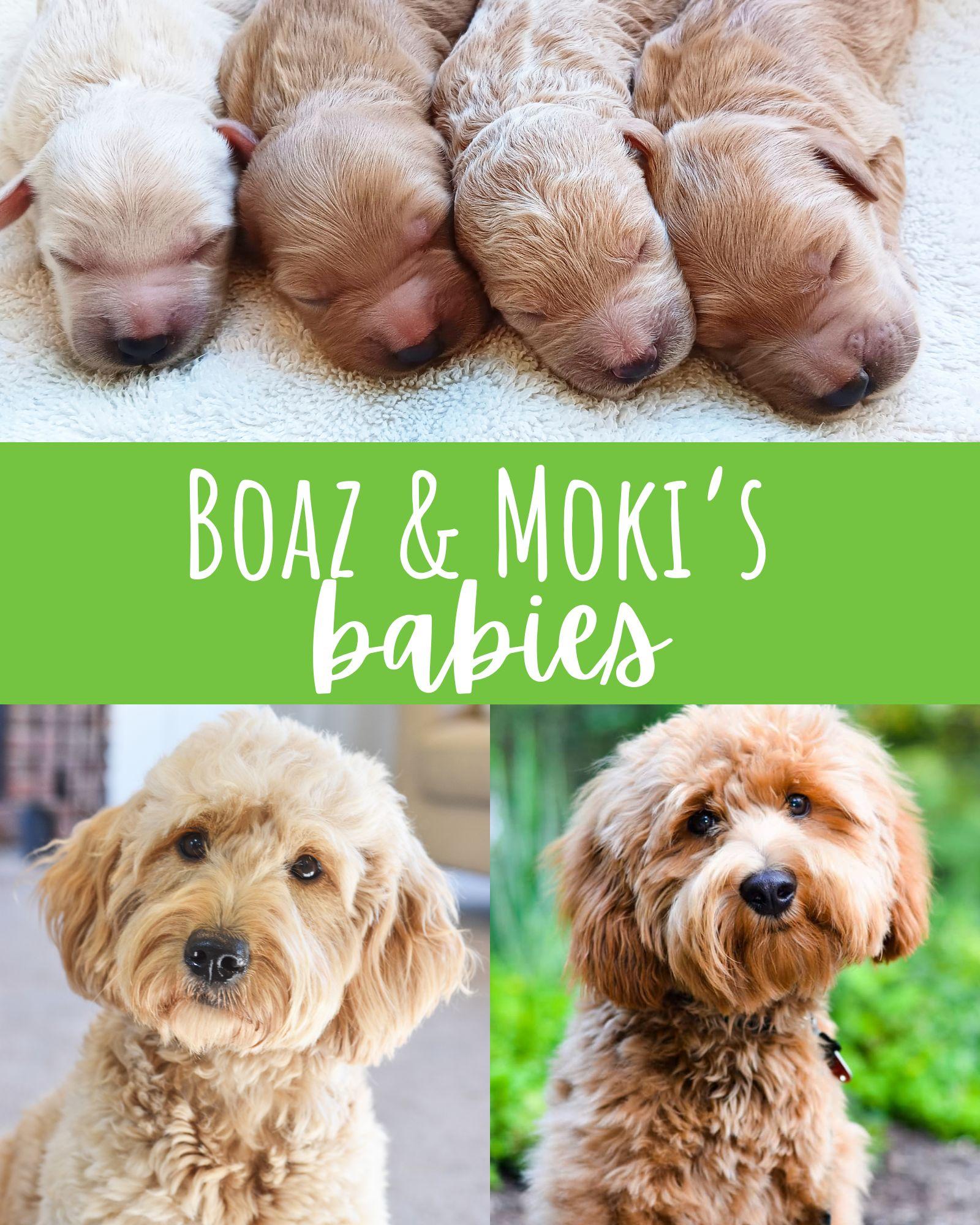 Moki's 2024 English Goldendoodle Babies - Timberidge Goldendoodles