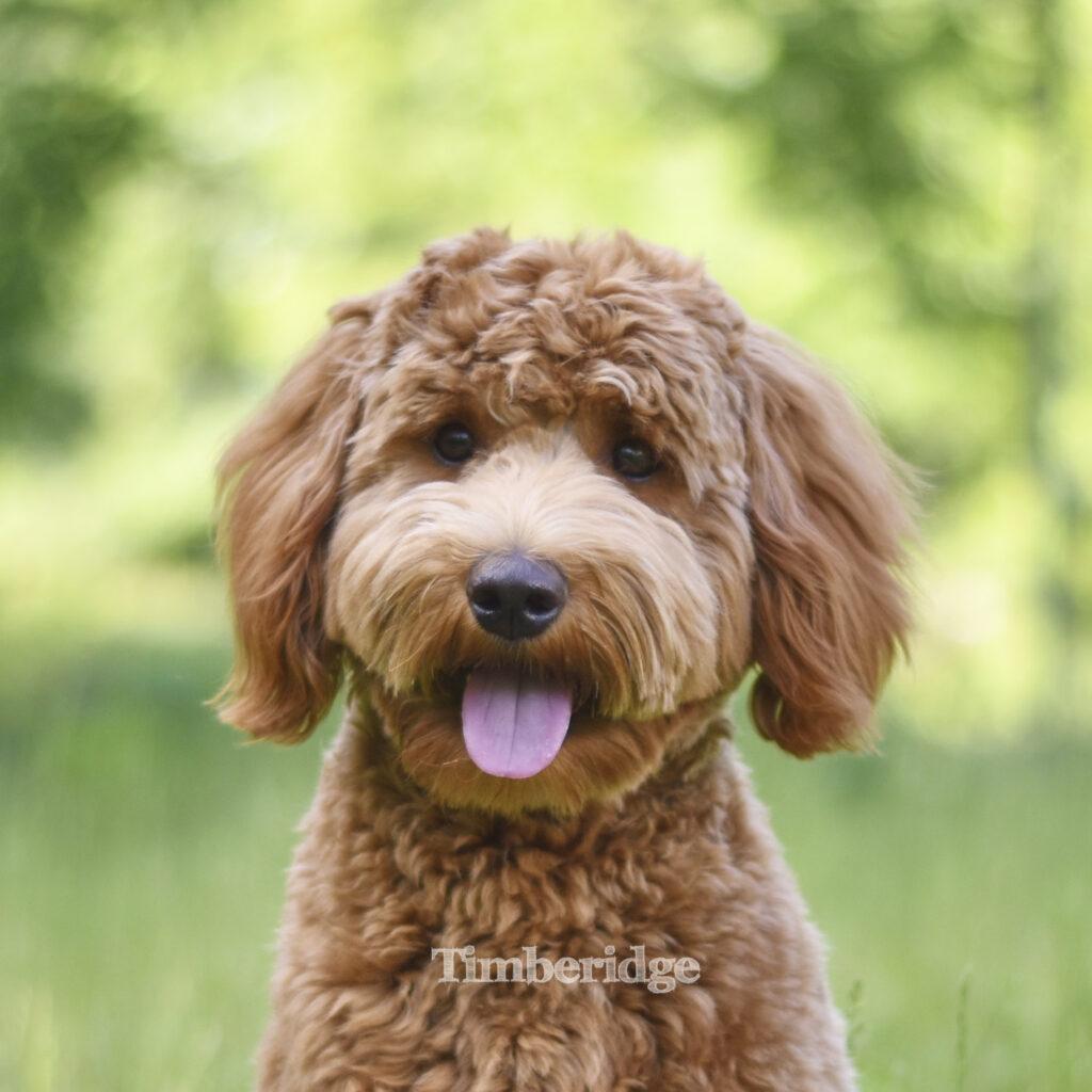 Teddy Bear Goldendoodles Timberidge Goldendoodles