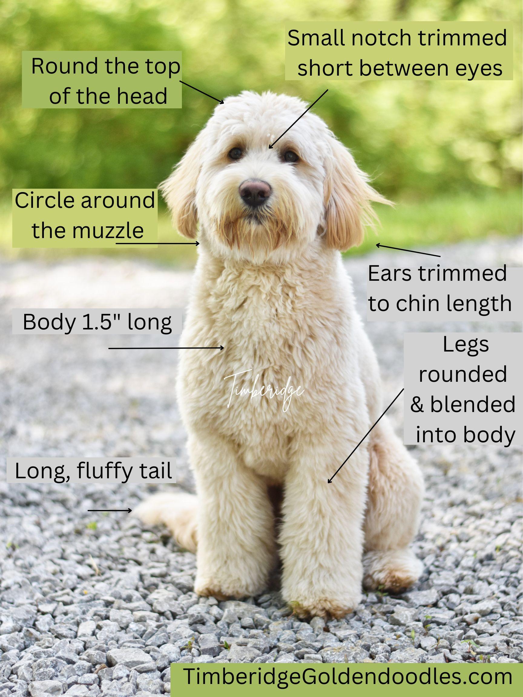 Perfect Goldendoodle Haircut - Timberidge Goldendoodles