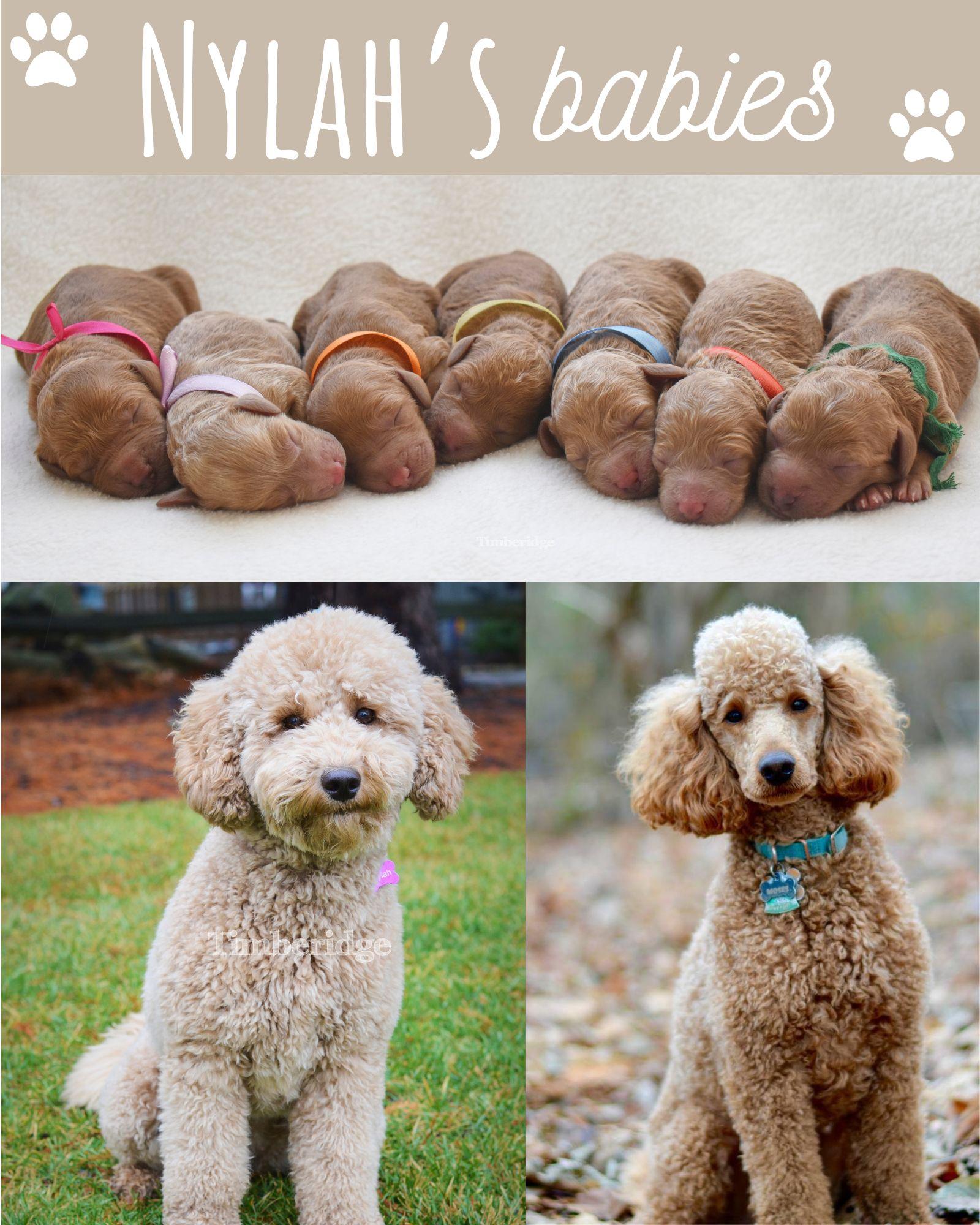 Nylah's 2024 Puppies - Timberidge Goldendoodles